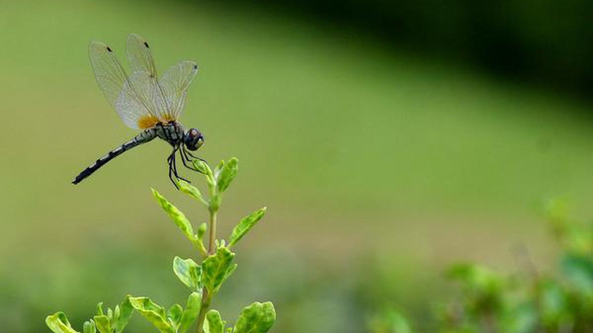 Question Corner | How far can globe skimmer dragonflies fly?