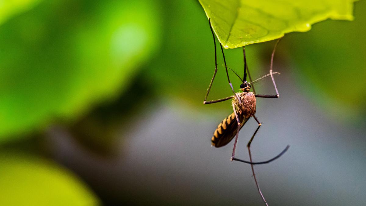 Buzzing breakthrough: genetic engineering gives mosquito control an upgrade