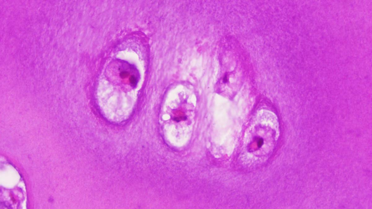 L’hémoglobine n’est pas utilisée uniquement dans le sang, selon une découverte majeure des scientifiques