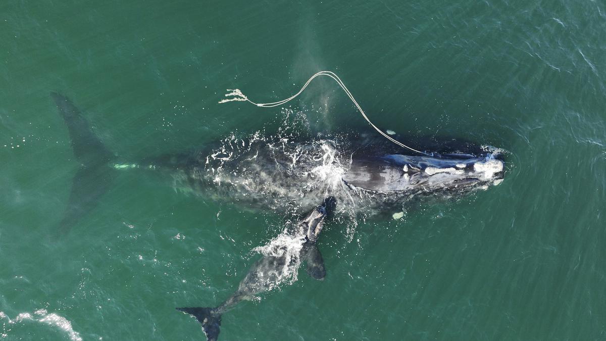 Female right whales may never breed after entanglement in fishing gear: study
Premium