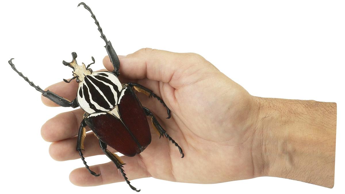 World’s largest insect, Africa’s giant Goliath beetle, faces extinction