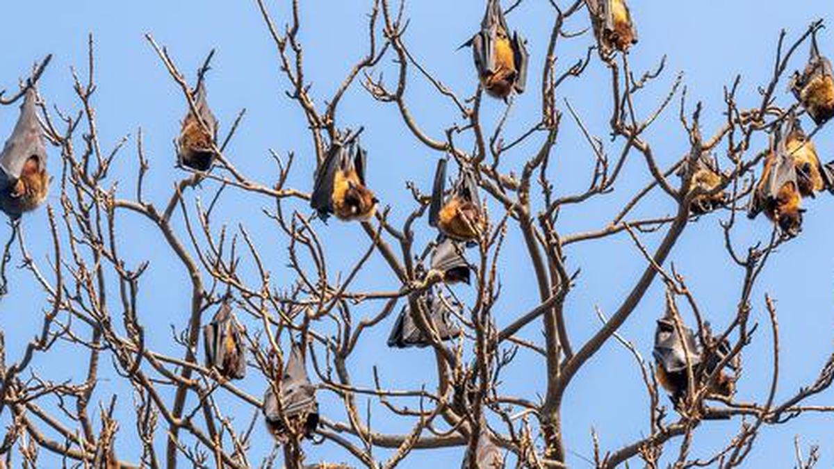 Explained | Is there a Wuhan connection to the study on bat viruses in Nagaland?