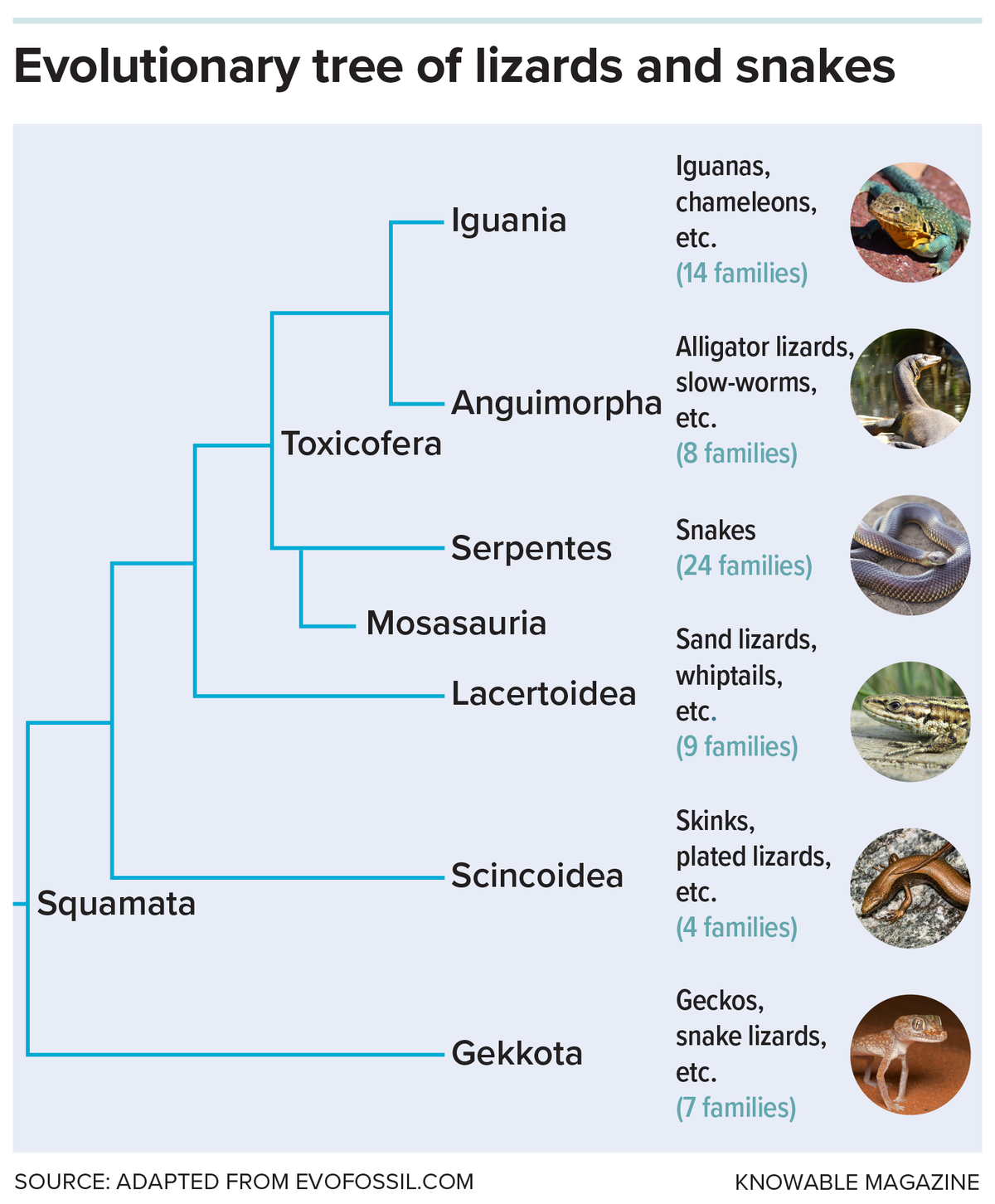 Snakes make up the suborder Serpentes, within the order Squamata, that includes all lizards and snakes. Snakes are related to other reptiles in a clade called Toxicofera, which includes all venomous lizards as well as nonvenomous species.