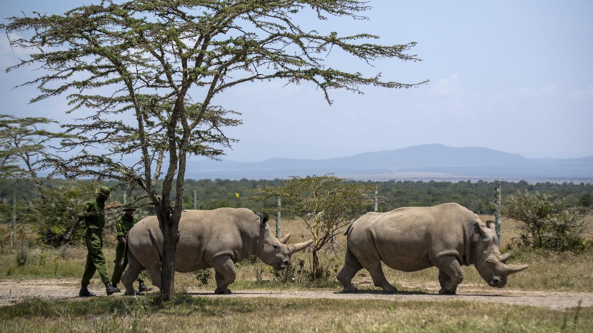 World’s first white rhinoceros IVF pregnancy may offer way to save subspecies