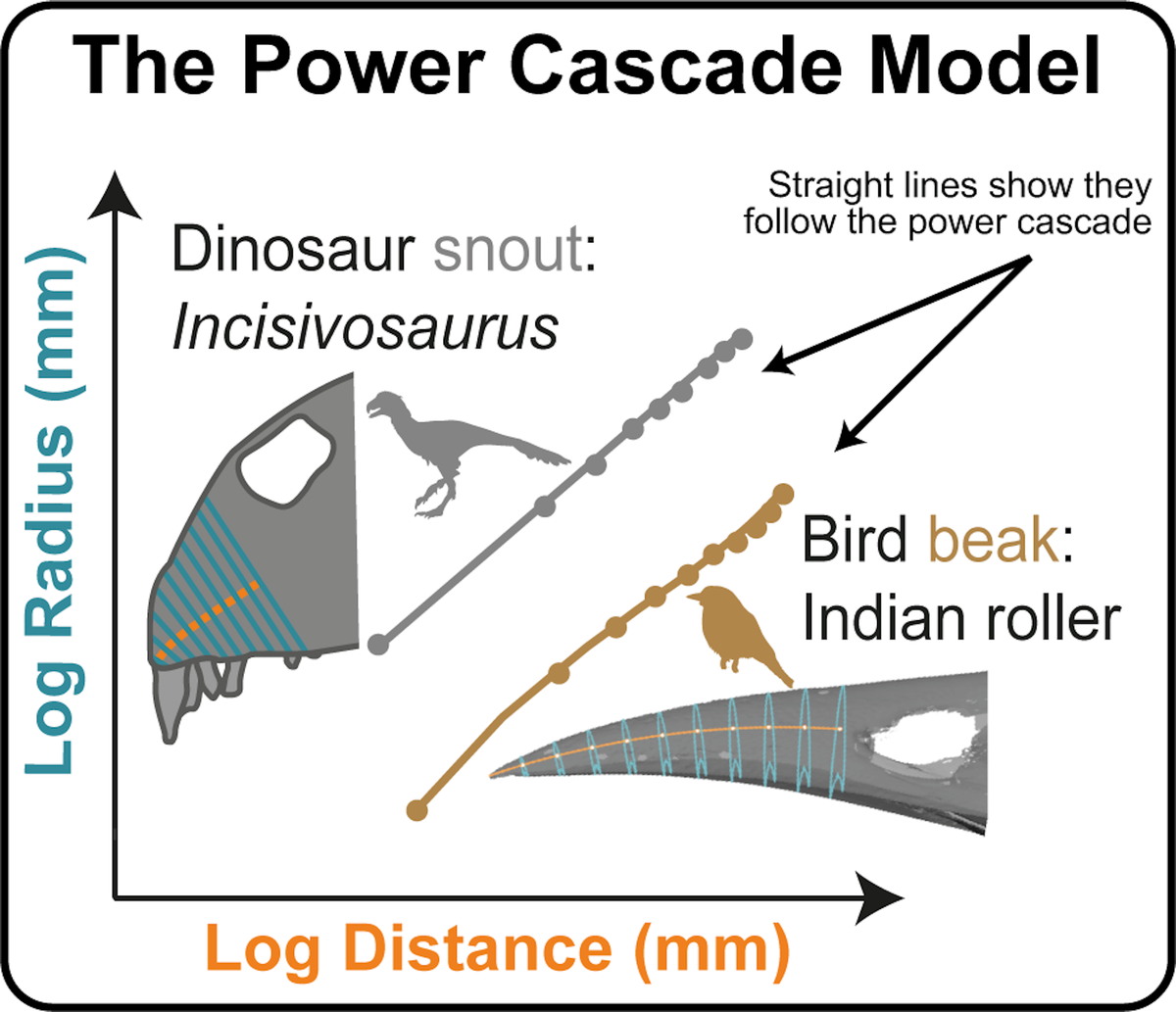 How snouts and beaks of theropods follow the power cascade rule of growth. How snouts and beaks of theropods follow the power cascade rule of growth.