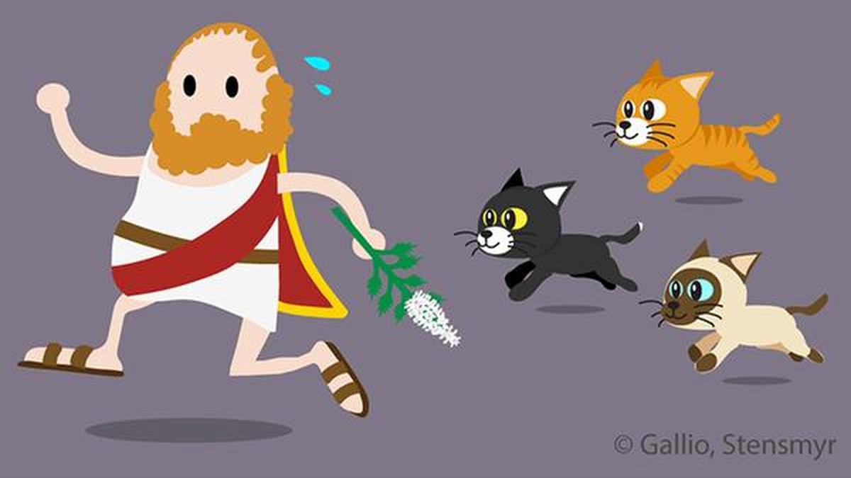 Best from science journals Catnip as insect repellent The Hindu