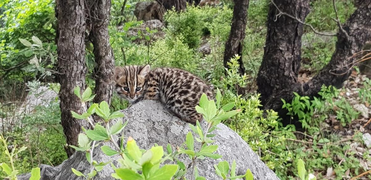 A leopard cat cub sunning itself.