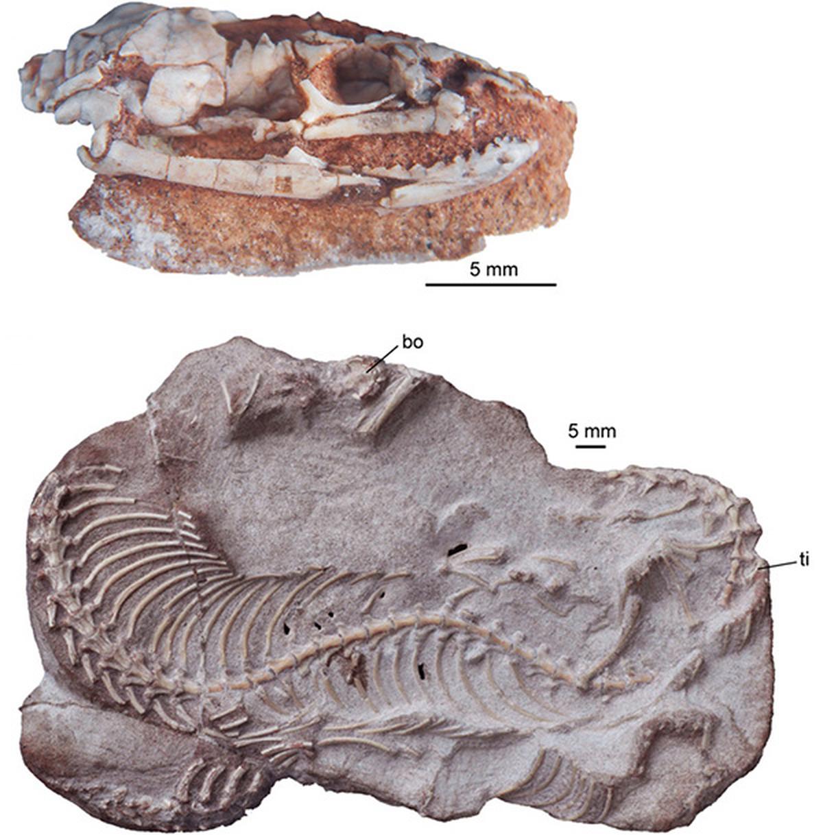New fossils of the early snake Najash, found in Patagonia, were reported in the journal Science Advances in 2019.