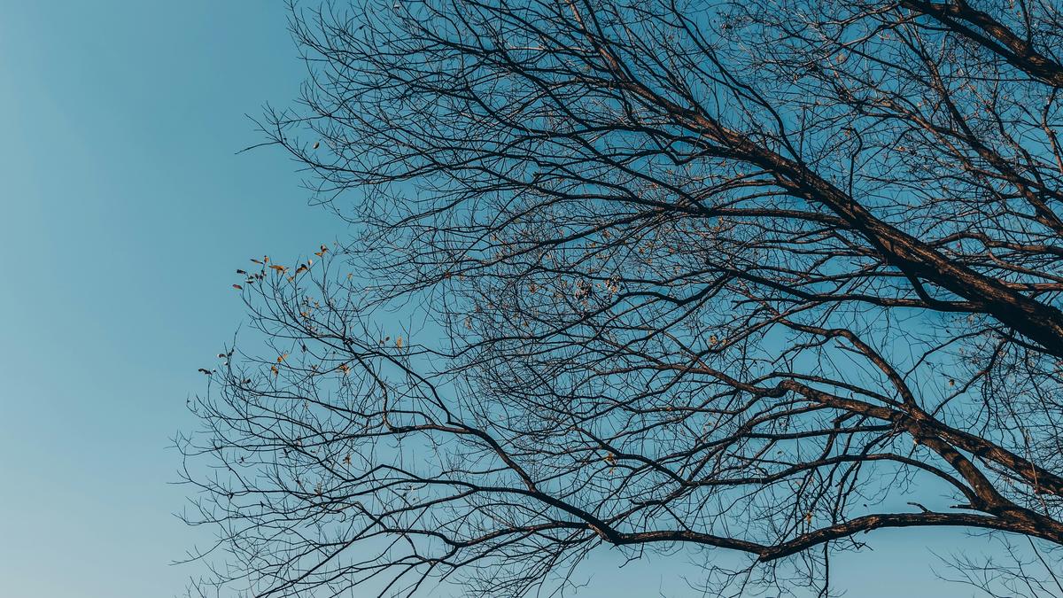 What is a ‘random forest’?