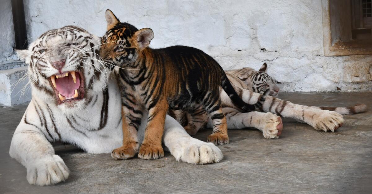 Pseudo-melanistic tiger cub at the Arignar Anna Zoological Park.