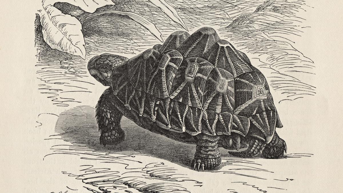 Study ups oft-smuggled Indian star tortoise’s conservation prospects