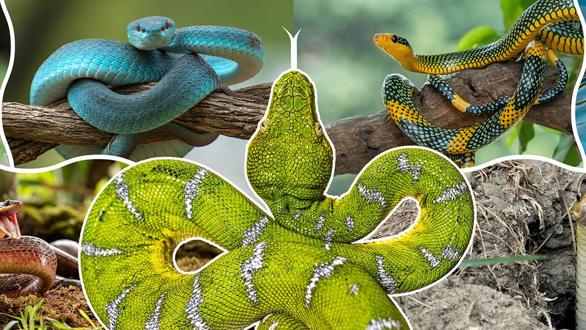 How new fossils and modern technology are tracing the origins of snakes