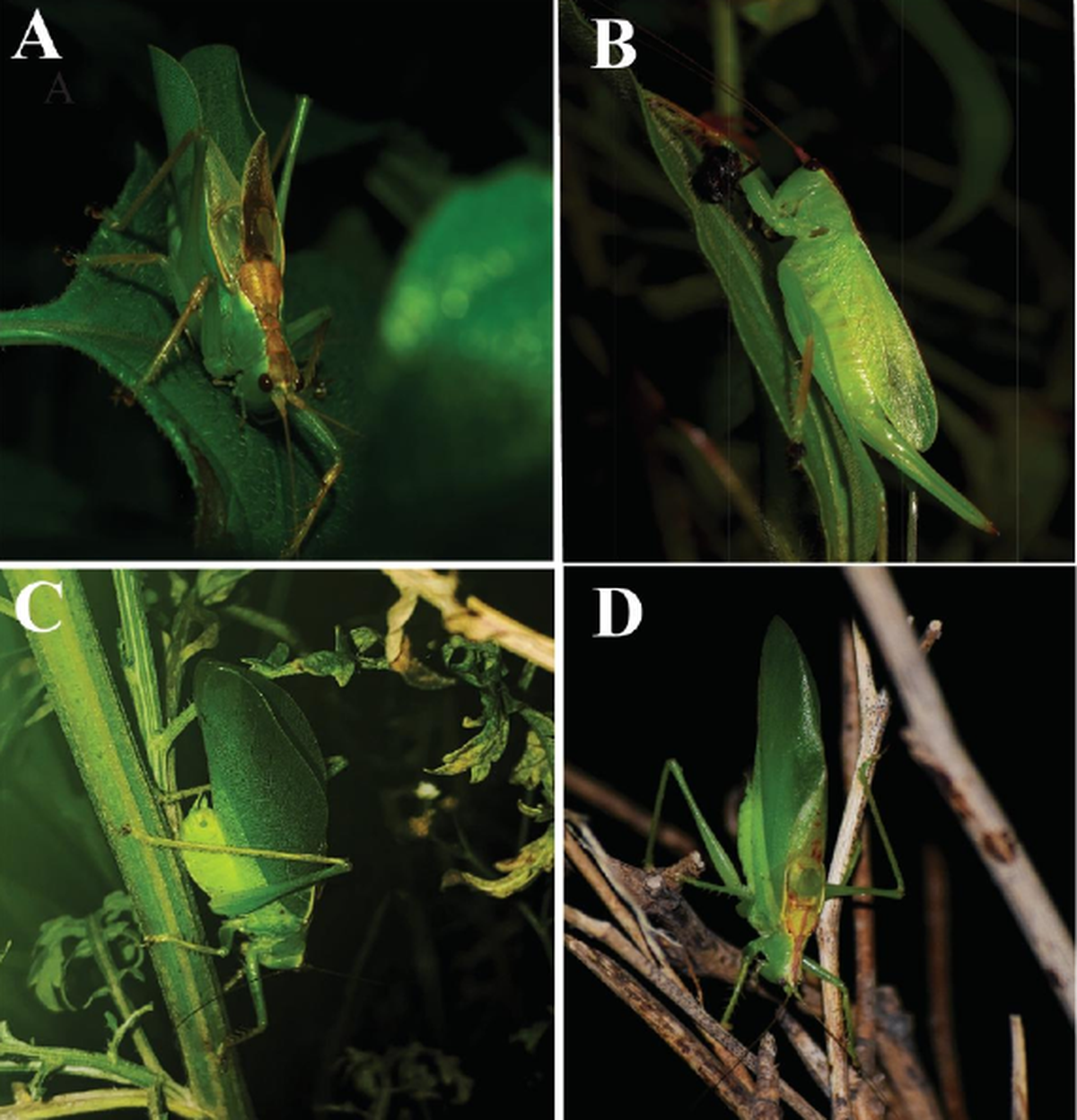 Picture of all 3 species in Wild- Hexacentrus khasiensis male (A) and female (B), Hexacentrus ashoka male (C), Hexacentrus tiddae male (D).