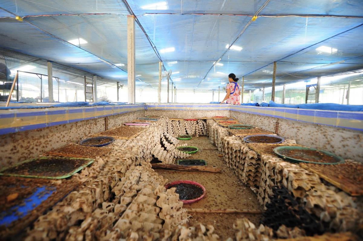 thehindu.com - Thomas White - 370 billion crickets are farmed for food every year; scientists have found they may feel pain