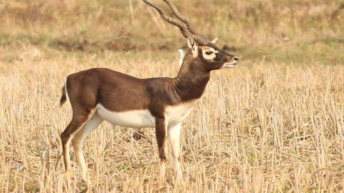 genetics-reveals-origin-and-evolution-of-blackbuck-chinkara-the-hindu