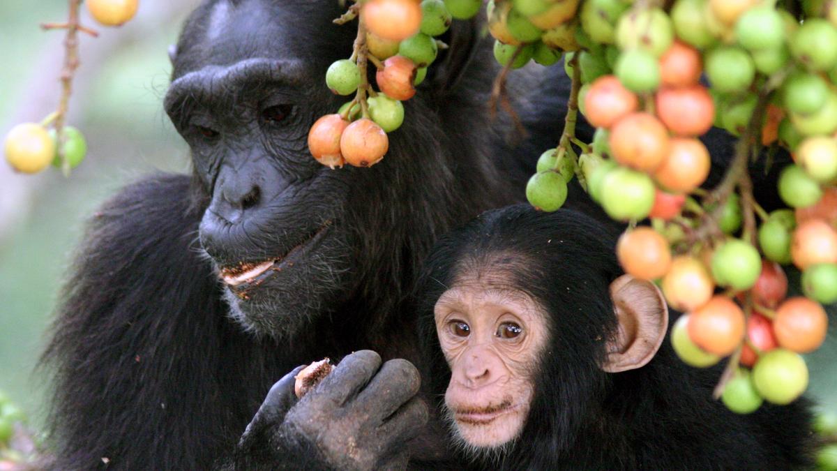 Chimps imbibe two cocktails’ worth of ethanol daily from ripe fruits
Premium
