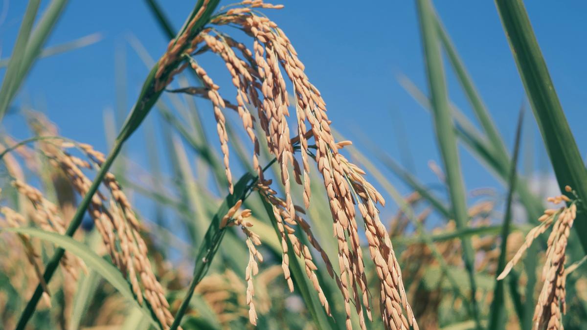 Can Rice Adapt to Cold Faster Than Evolution? Discover the Surprising Facts!