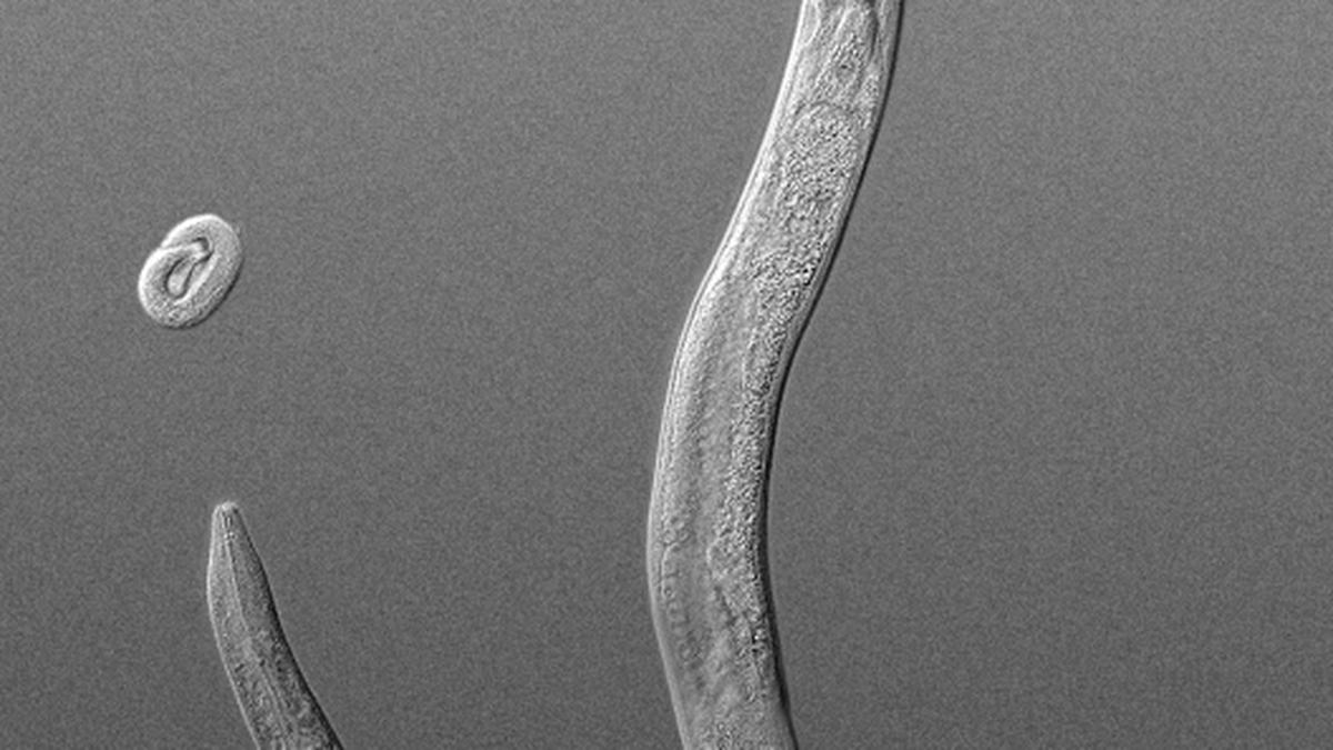 How curiosity-driven research in a worm won four Nobel Prizes
Premium