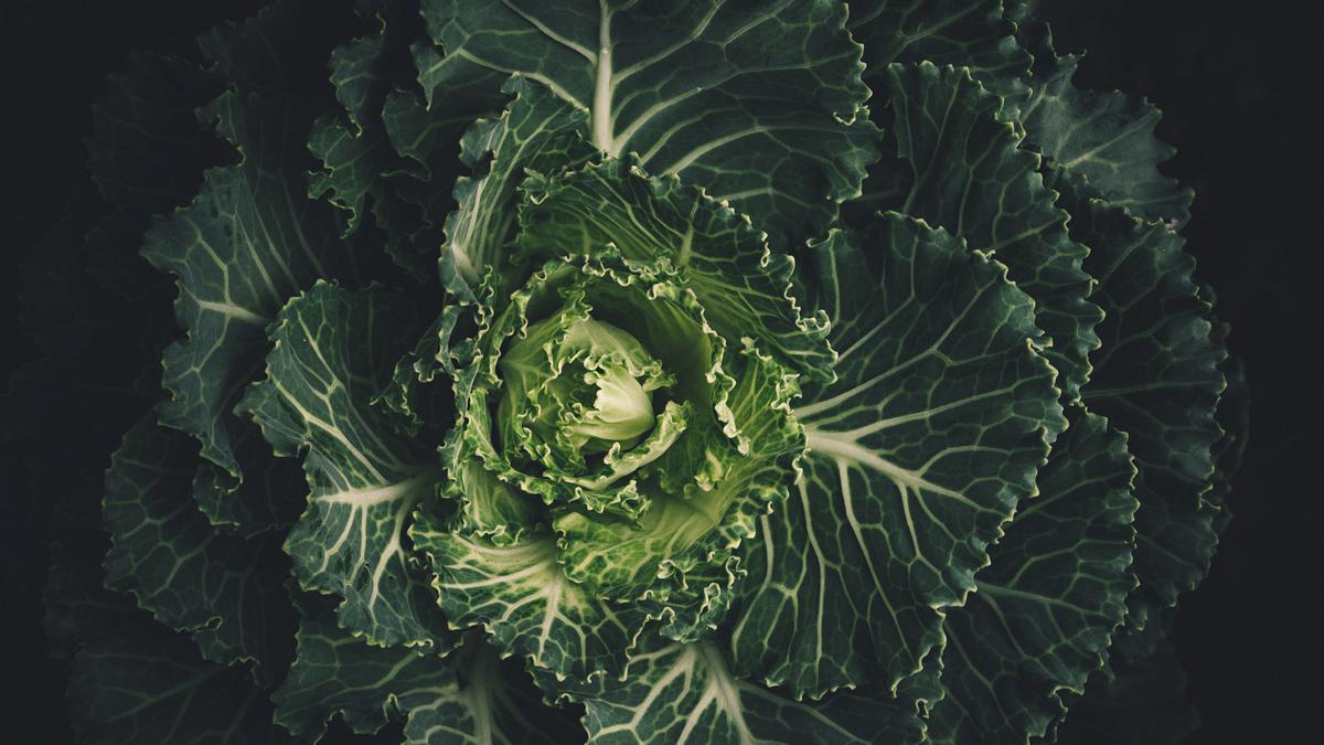 The unusual cabbage mutation that could boost crop yield | Explained
Premium