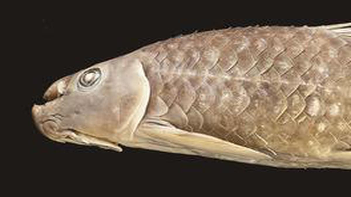 New species of freshwater fish found - The Hindu