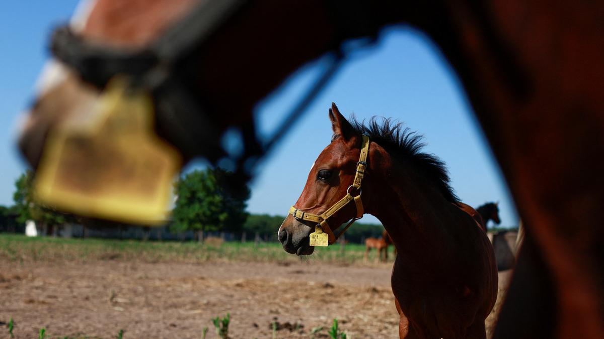 Argentine biotech firm breeds gene-edited polo super ponies