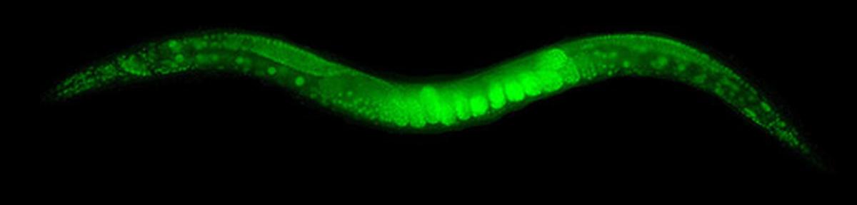 An adult C. elegans worm glows after a GFP coding sequence was inserted into it.
