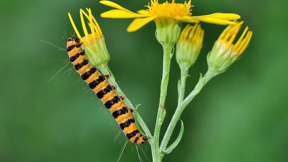 Caterpillars may sense threats using electric fields
Premium