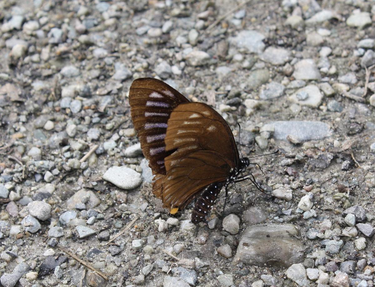 The blue striped mime (Papilio slateri), a species of swallowtail butterfly.