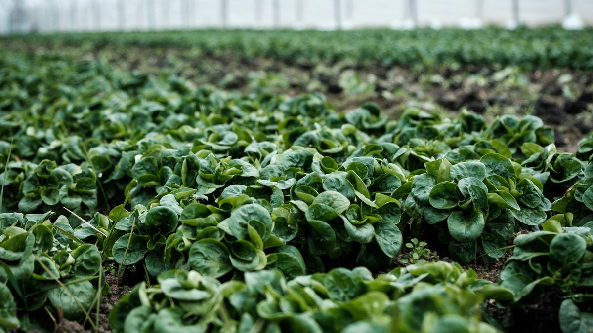 Cyborg botany: how scientists are turning plants into circuit boards