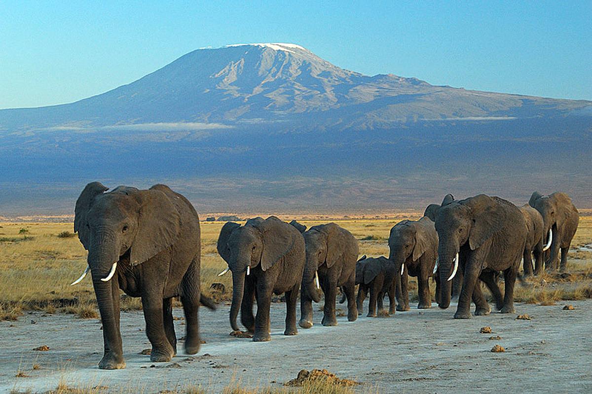 Elephants at Amboseli National Park with Mt Kilimanjaro in the background, 2012.
