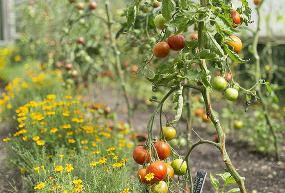 Image of Marigold and tomato plant side by side