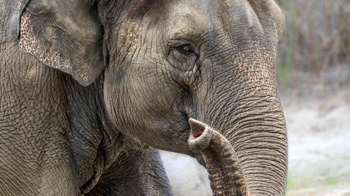 How climate change affected the shape of elephant teeth