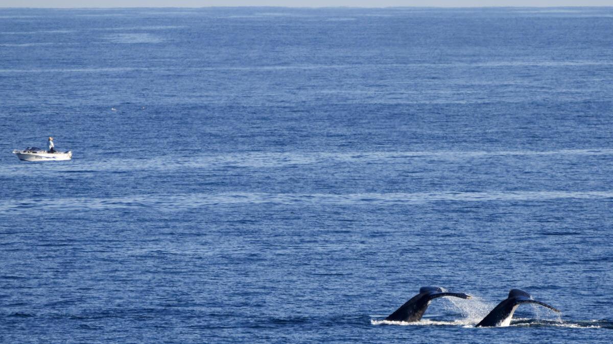 19-million-year-old fossil jaw bone hints the biggest whales first evolved somewhere unexpected
Premium