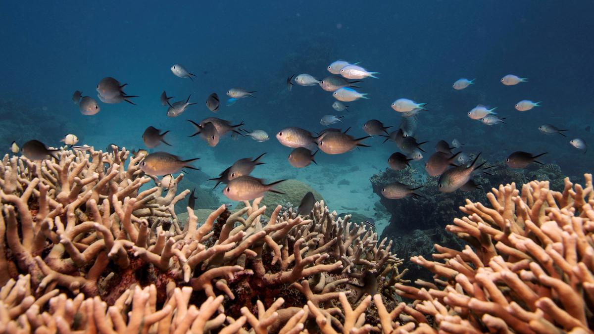 Climate change is causing marine ‘coldwaves’ too, killing wildlife
Premium