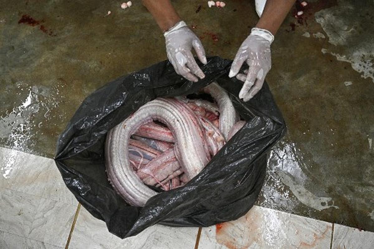 A worker collects leftover python meat after skinning at Closed Cycle Breeding International, a snake breeding farm that provides snake skins for the fashion market in Nam Phi in Thailand’s northern Uttaradit province on July 15, 2024. In a warehouse in the lush humid farmlands of central Thailand, thousands of pythons lie coiled in containers, rearing and striking at the glass as people pass by.