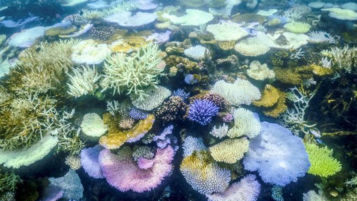 Australia’s Great Barrier Reef struggles to survive