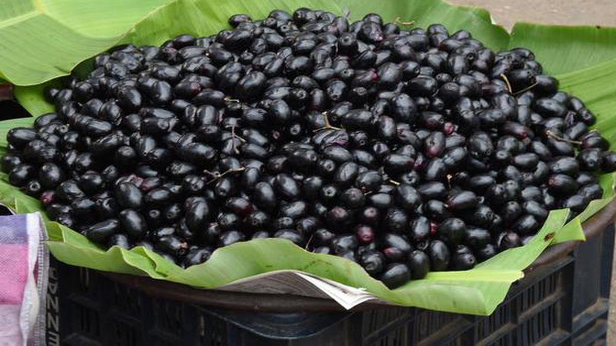Jamuns turn sour for farmers this year as surplus supply pushes down prices in Karnataka