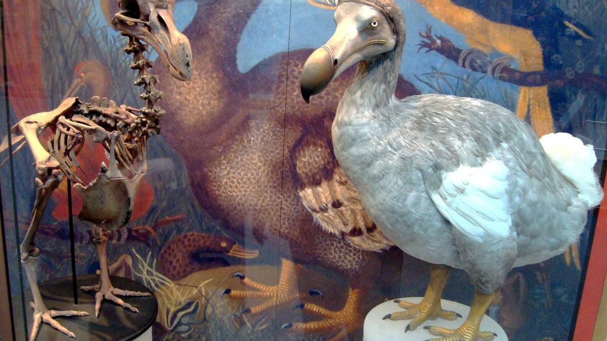 New research rescues the dodo’s reputation from confusion and myth
Premium