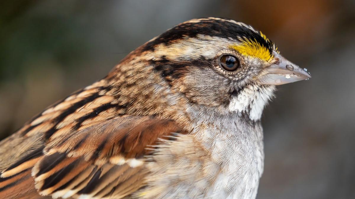 White-throated sparrows show sex in nature is not a simple binary
Premium