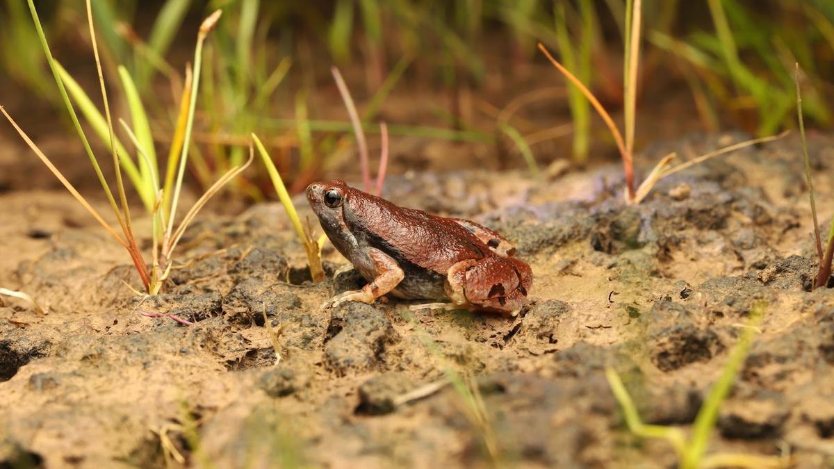 Study flags threat to frogs from agroforestry
Premium