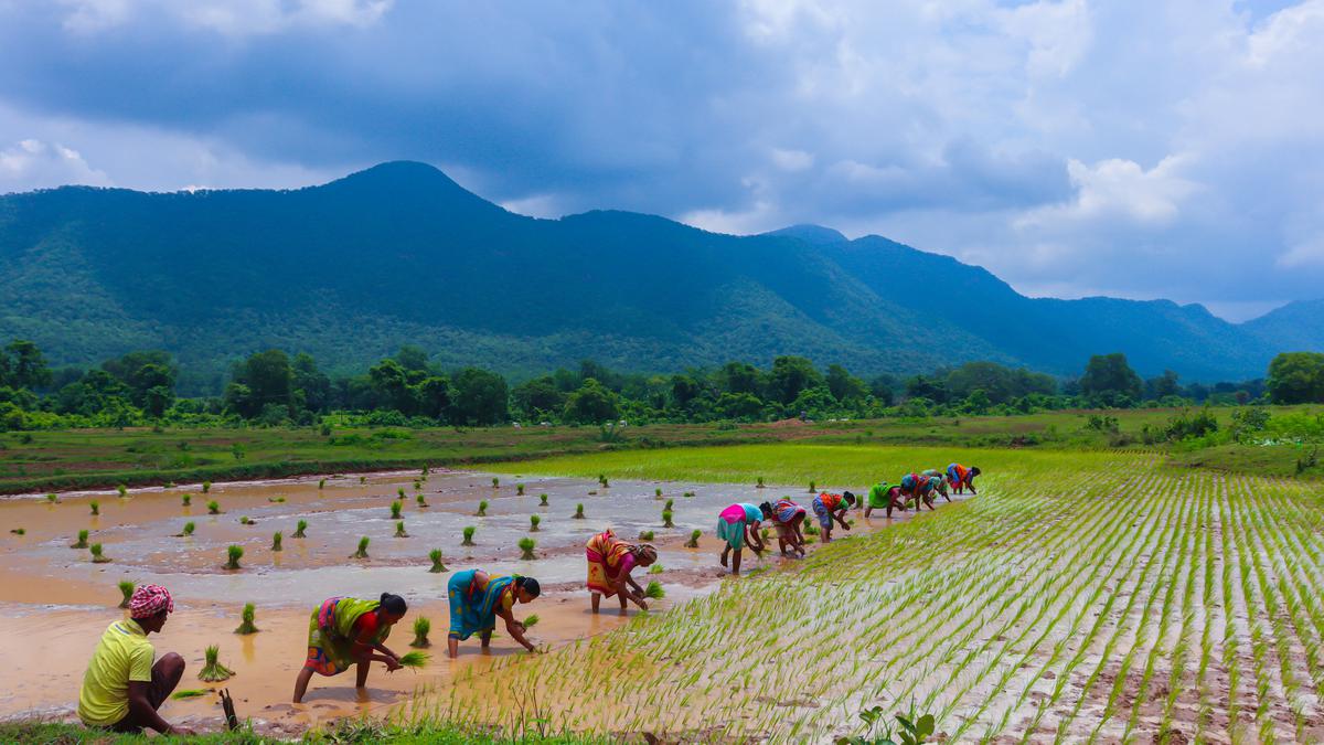 From Western disturbances to El Niño, climate change is affecting India’s food security
Premium