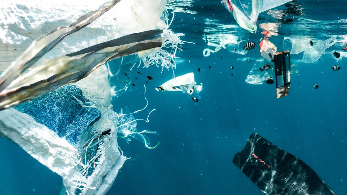Dans le Great Pacific Garbage Patch, la vie côtière se greffe sur les déchets plastiques