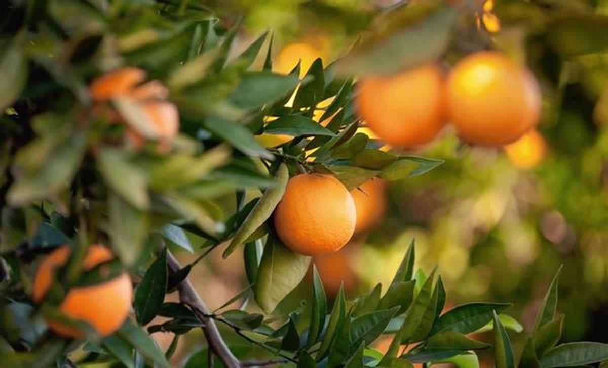 The wild oranges of India - The Hindu