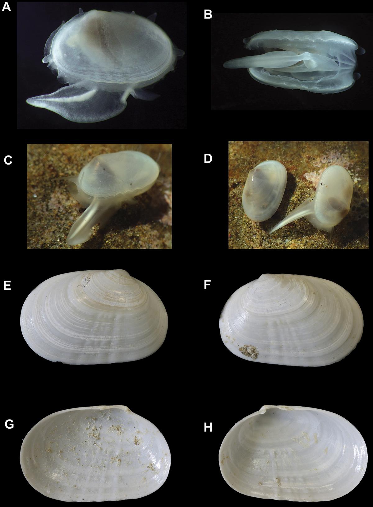 The clam is called Cymatioa cooki and is translucent with cryptic habits, according to the researchers.