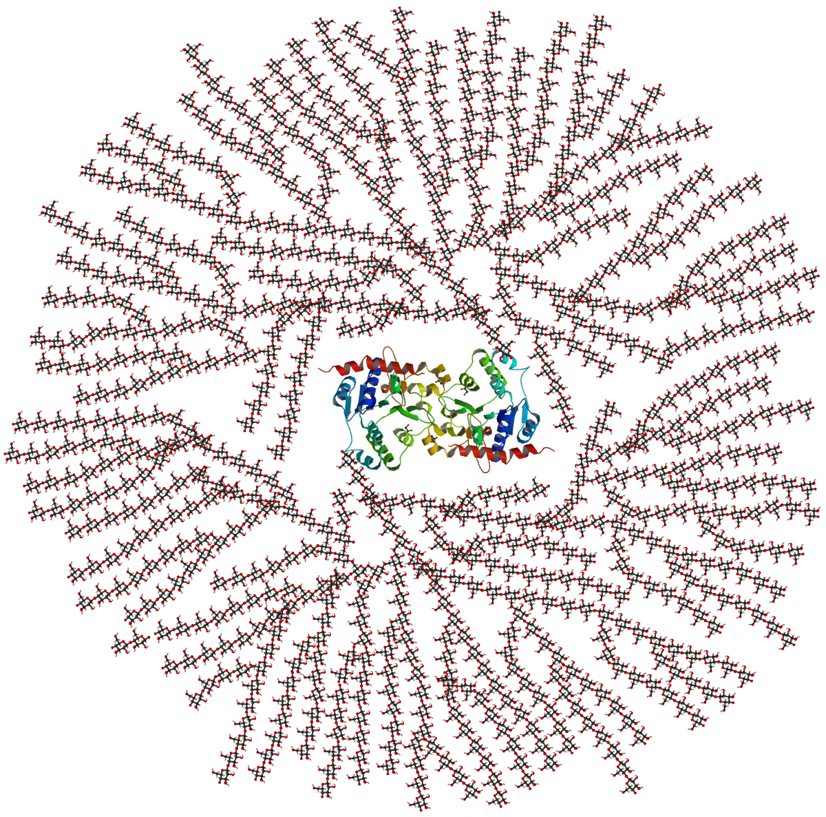 A core protein of glycogenin is surrounded by branches of glucose units. The entire globular complex contains around 30,000 glucose units.