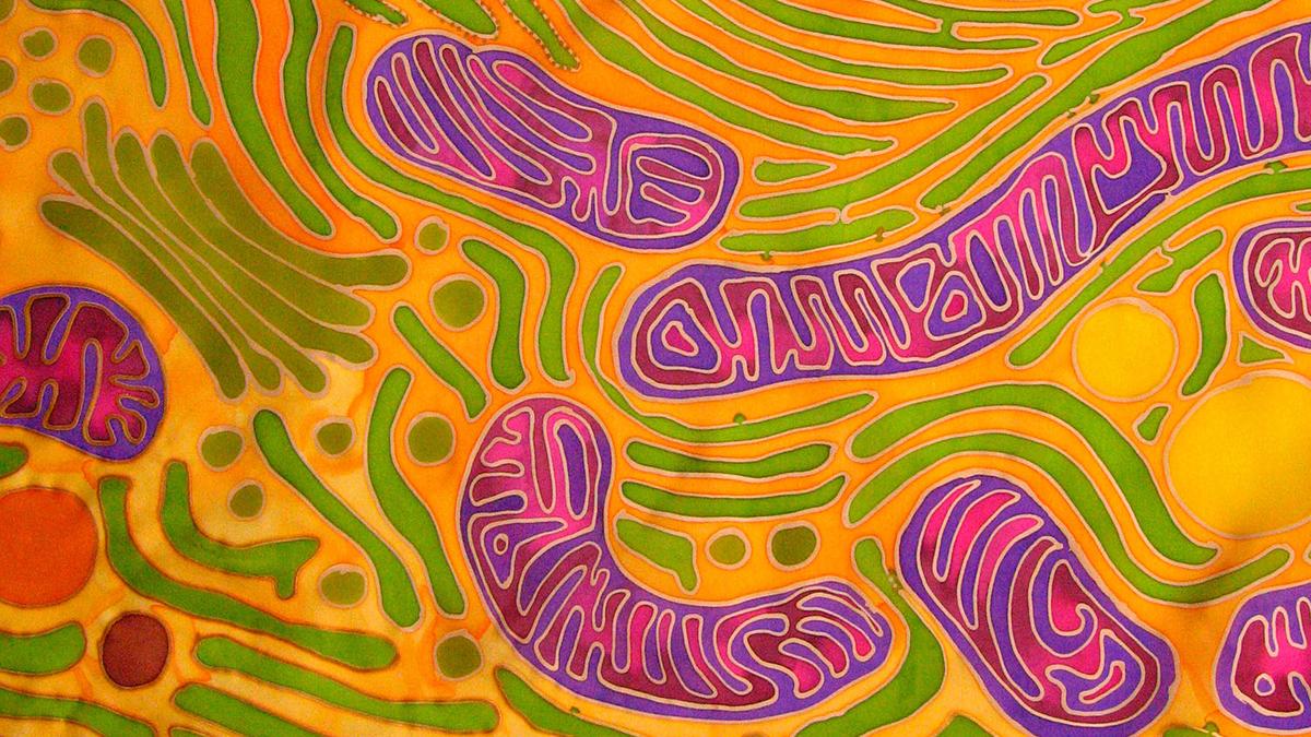 Infusing mitochondria helps renew tissues deprived of blood: research
