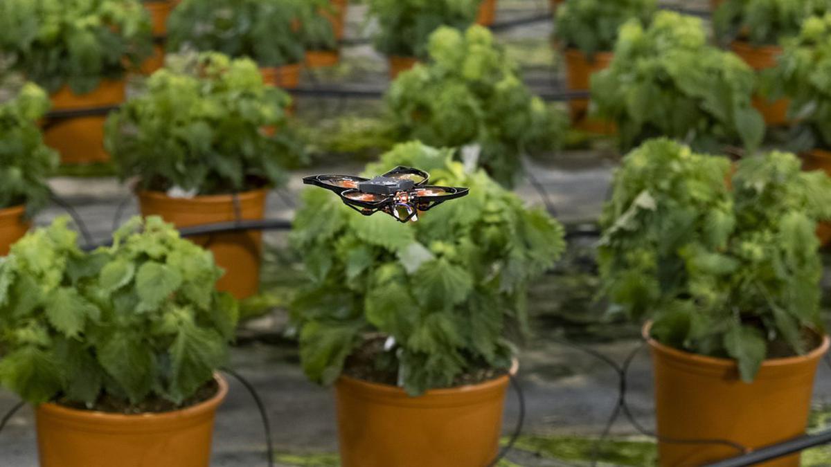 Drones vs hungry moths: Dutch use hi-tech to protect crops