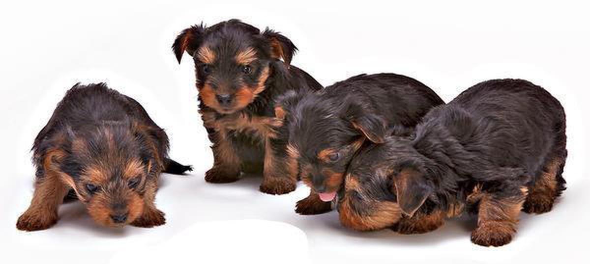 Quikr store pet dogs