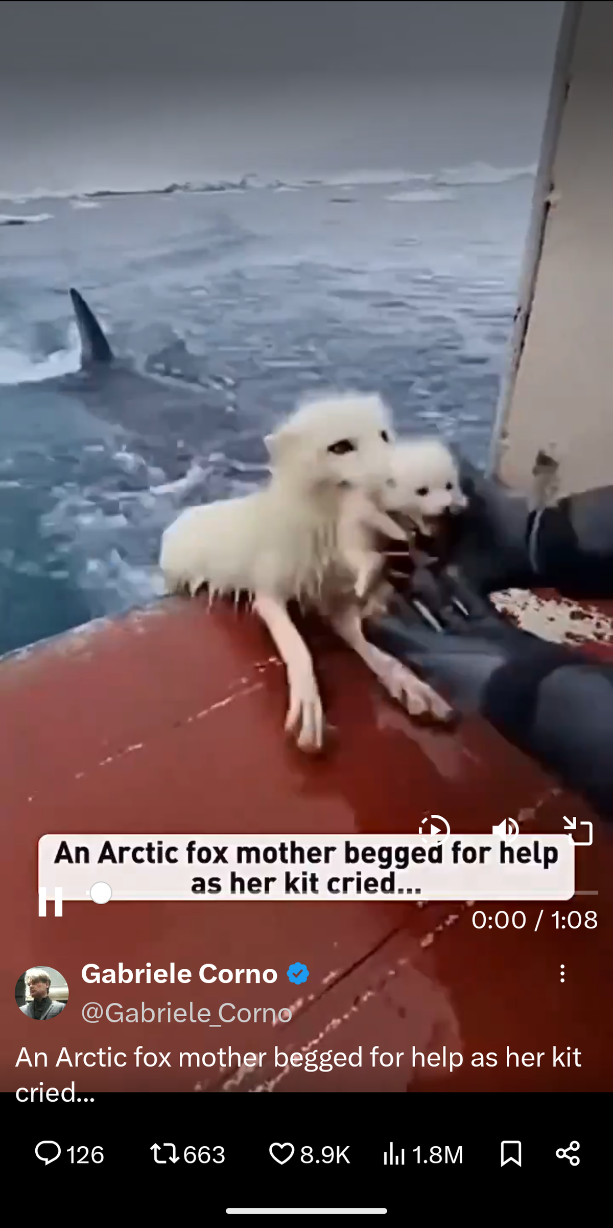 एआई पशु वीडियो का उपयोग कभी-कभी बचाव और पुनर्वास प्रयासों को गलत तरीके से चित्रित करने के लिए किया जाता है