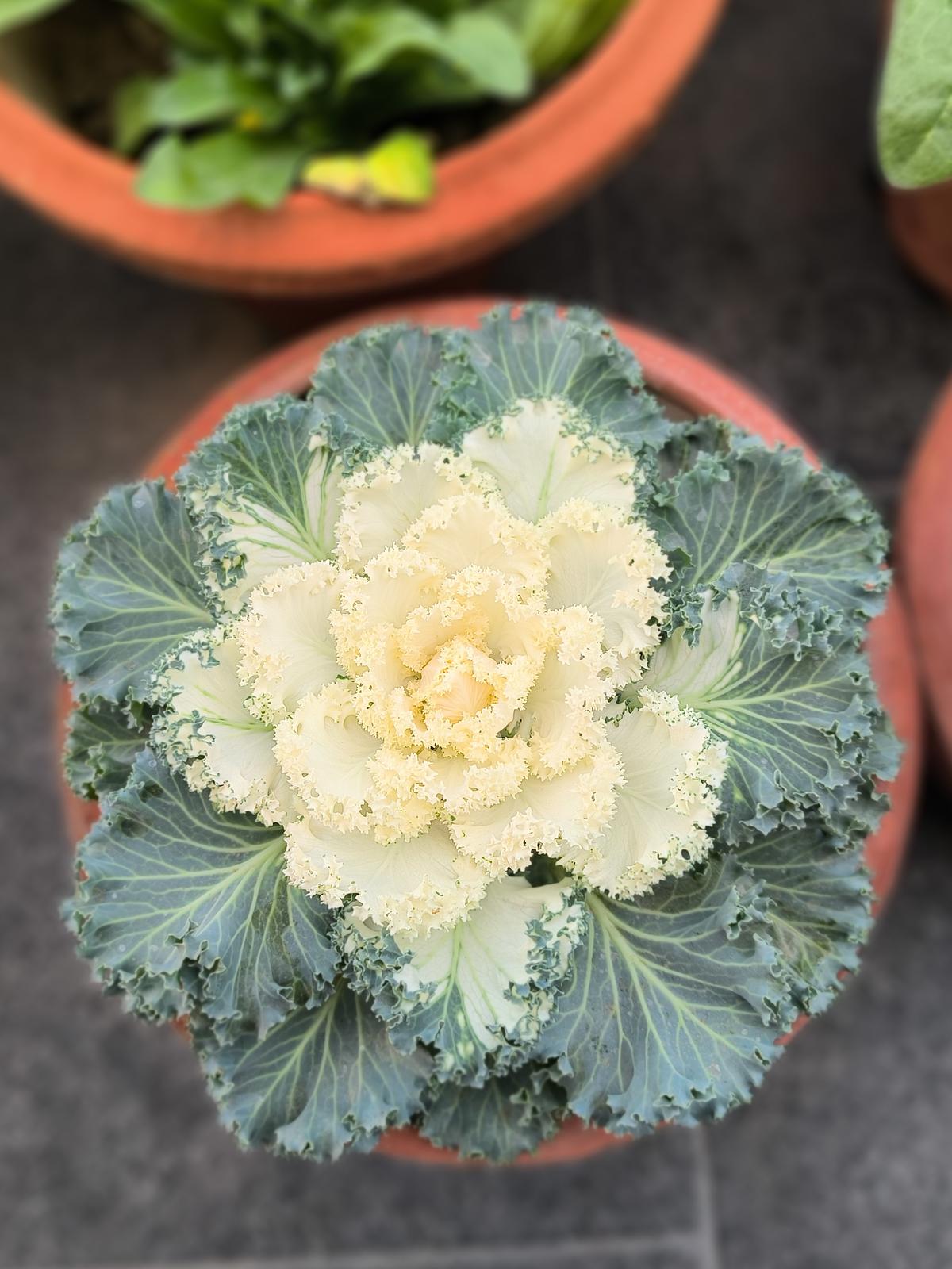 Lava Agni 4 camera sample